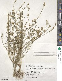 Linum usitatissimum image