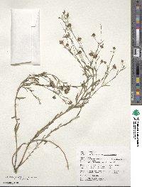 Linum usitatissimum image