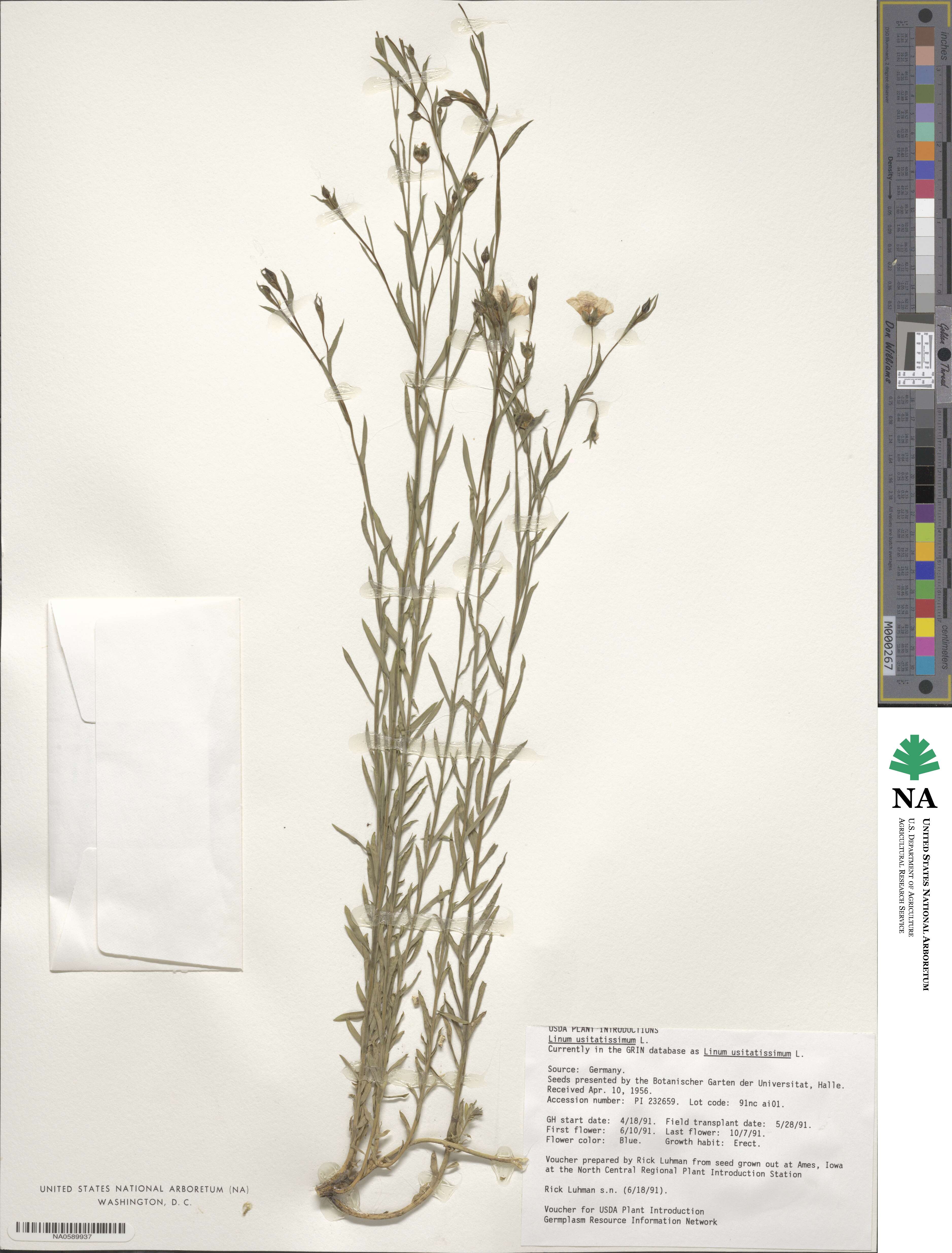 Linum usitatissimum image