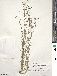 Linum usitatissimum image