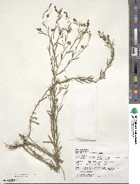 Linum usitatissimum image