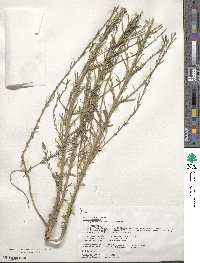 Linum usitatissimum image