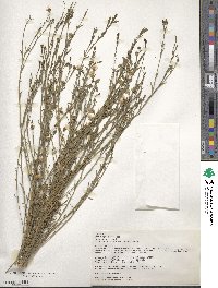 Linum usitatissimum image