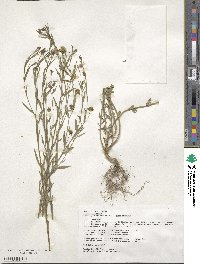Linum usitatissimum image