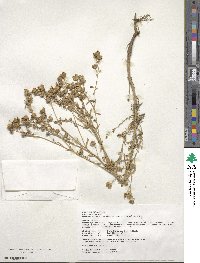 Linum usitatissimum image