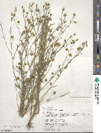 Linum usitatissimum image