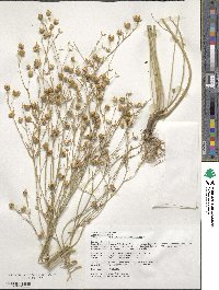 Linum usitatissimum image