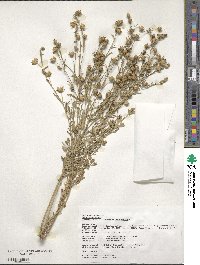 Linum usitatissimum image