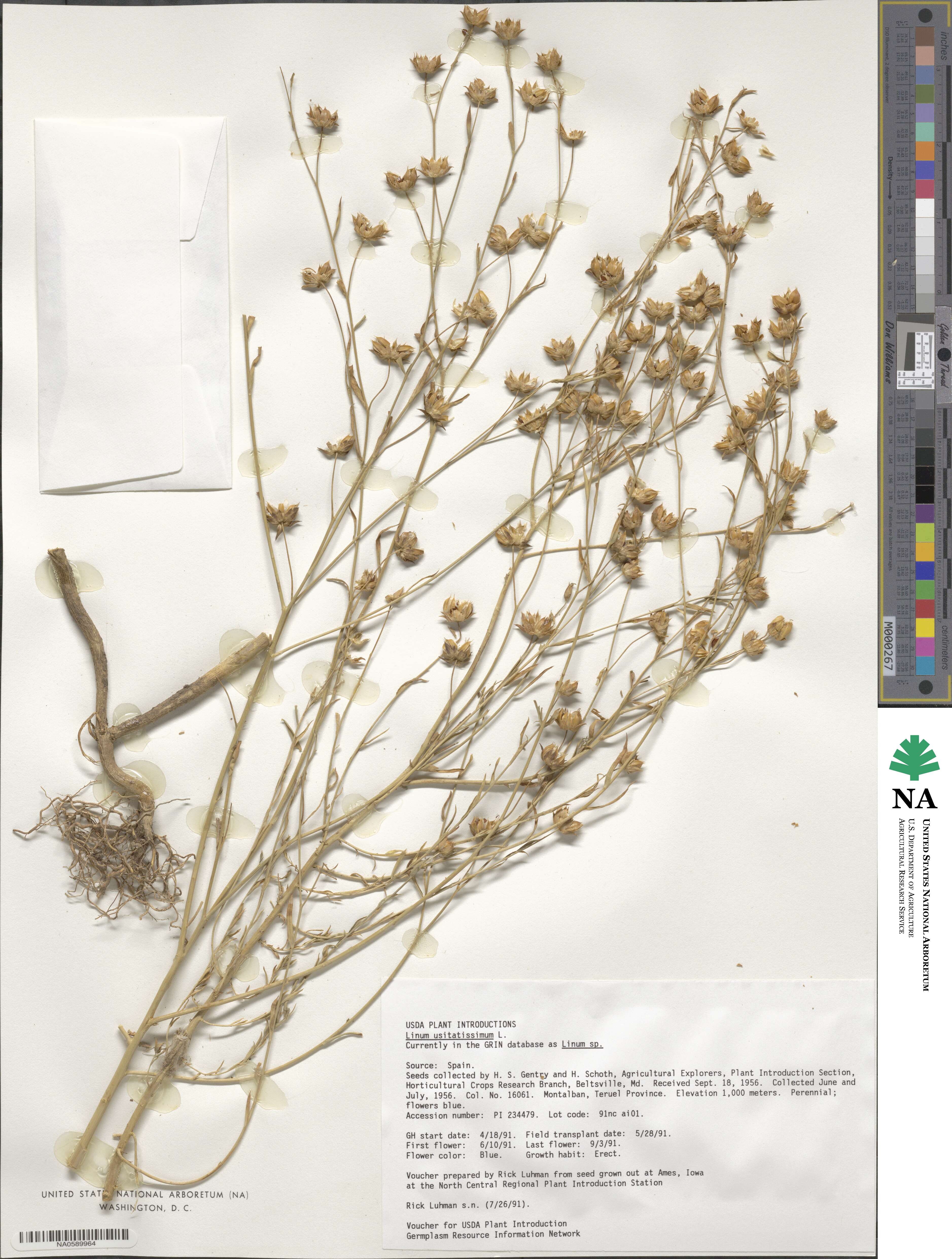 Linum usitatissimum image