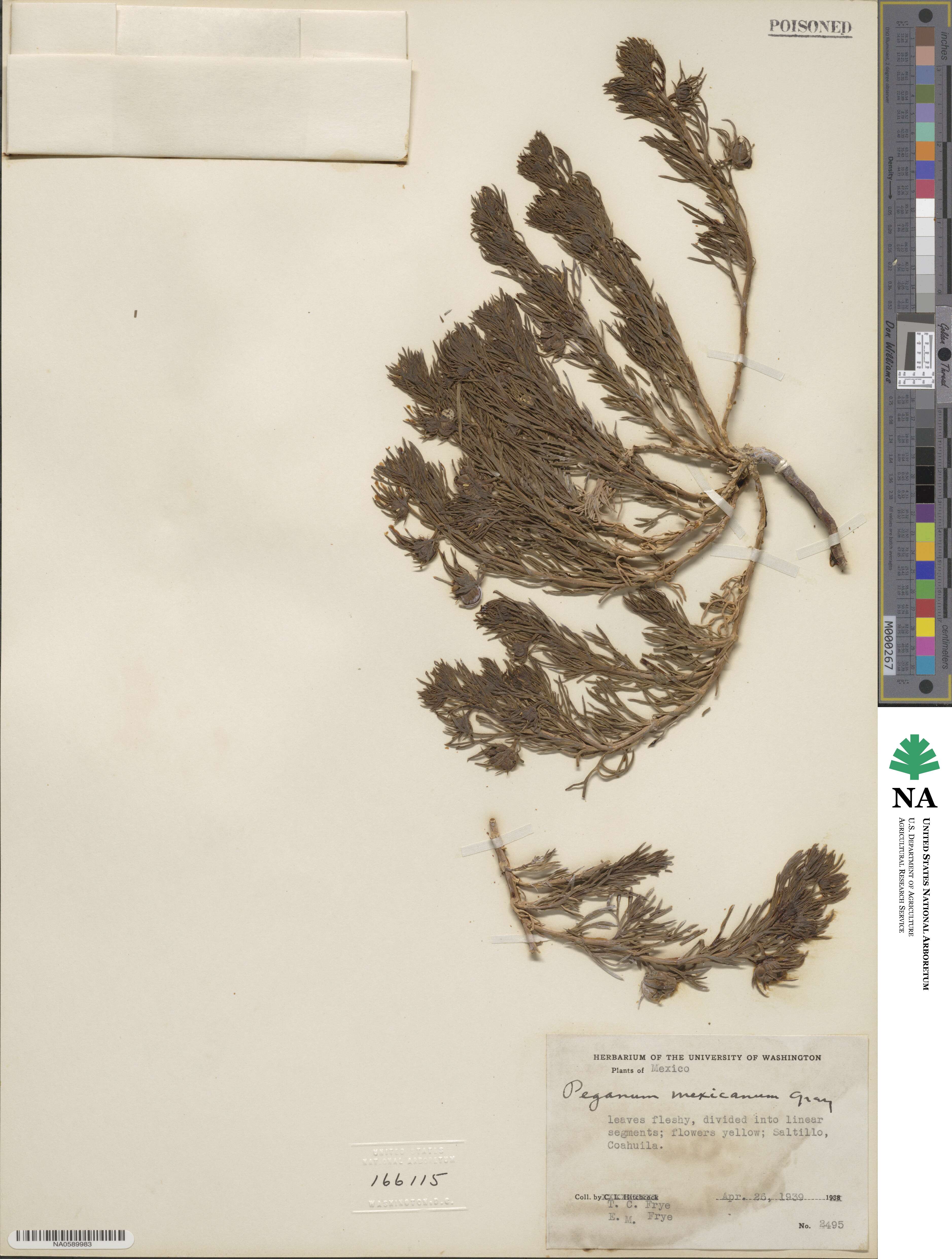 Nitrariaceae image