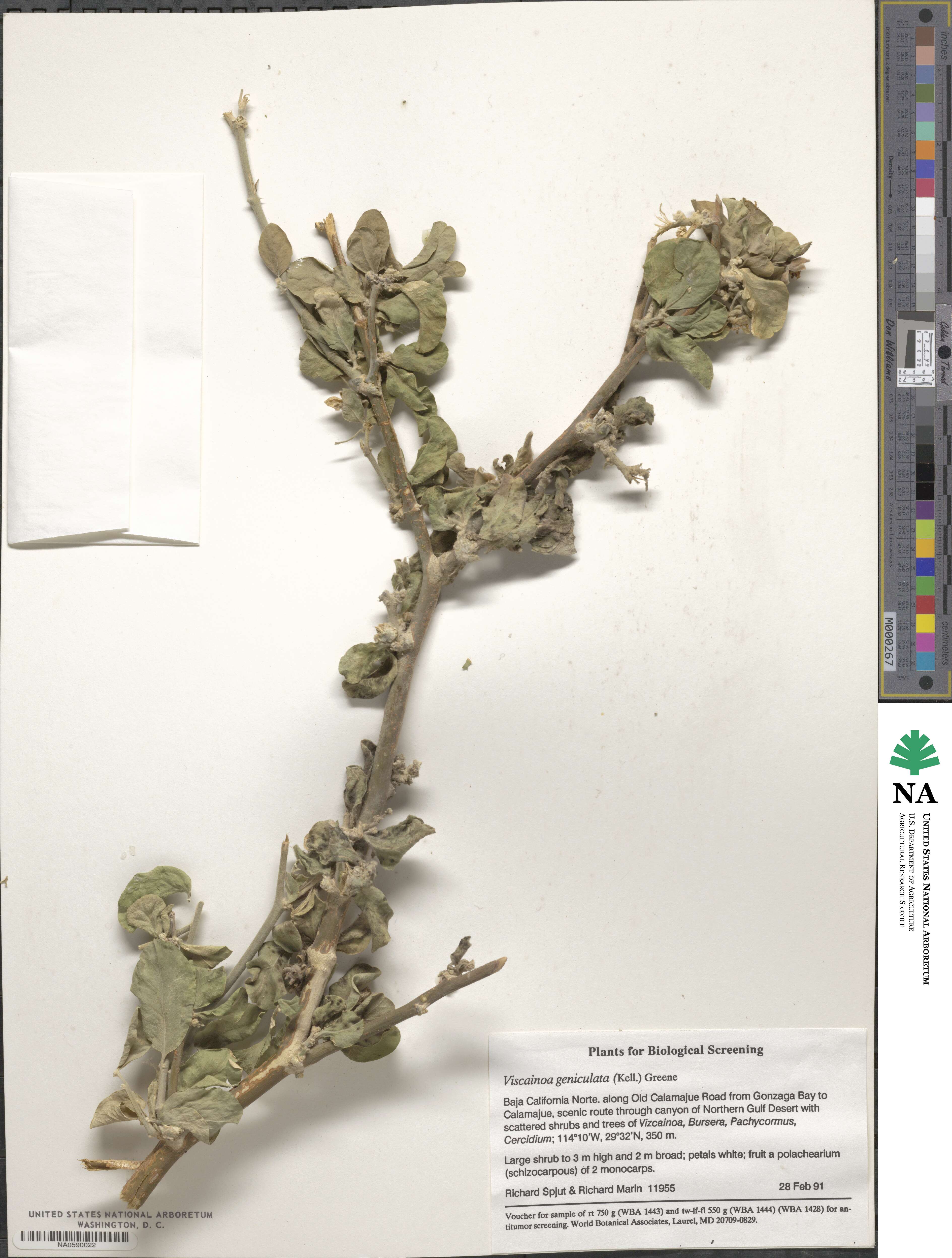 Morkillioideae image