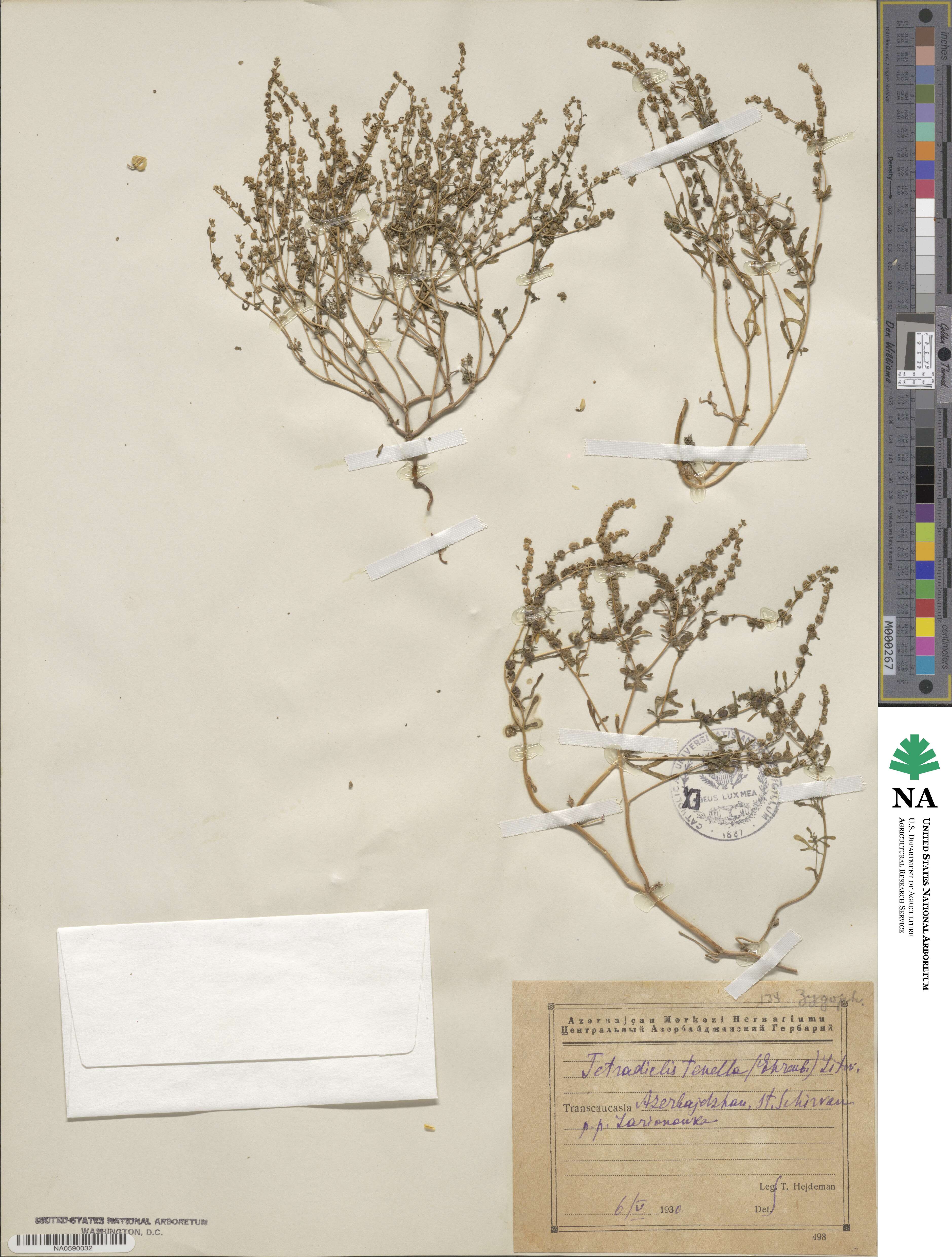 Tetradiclis tenella image