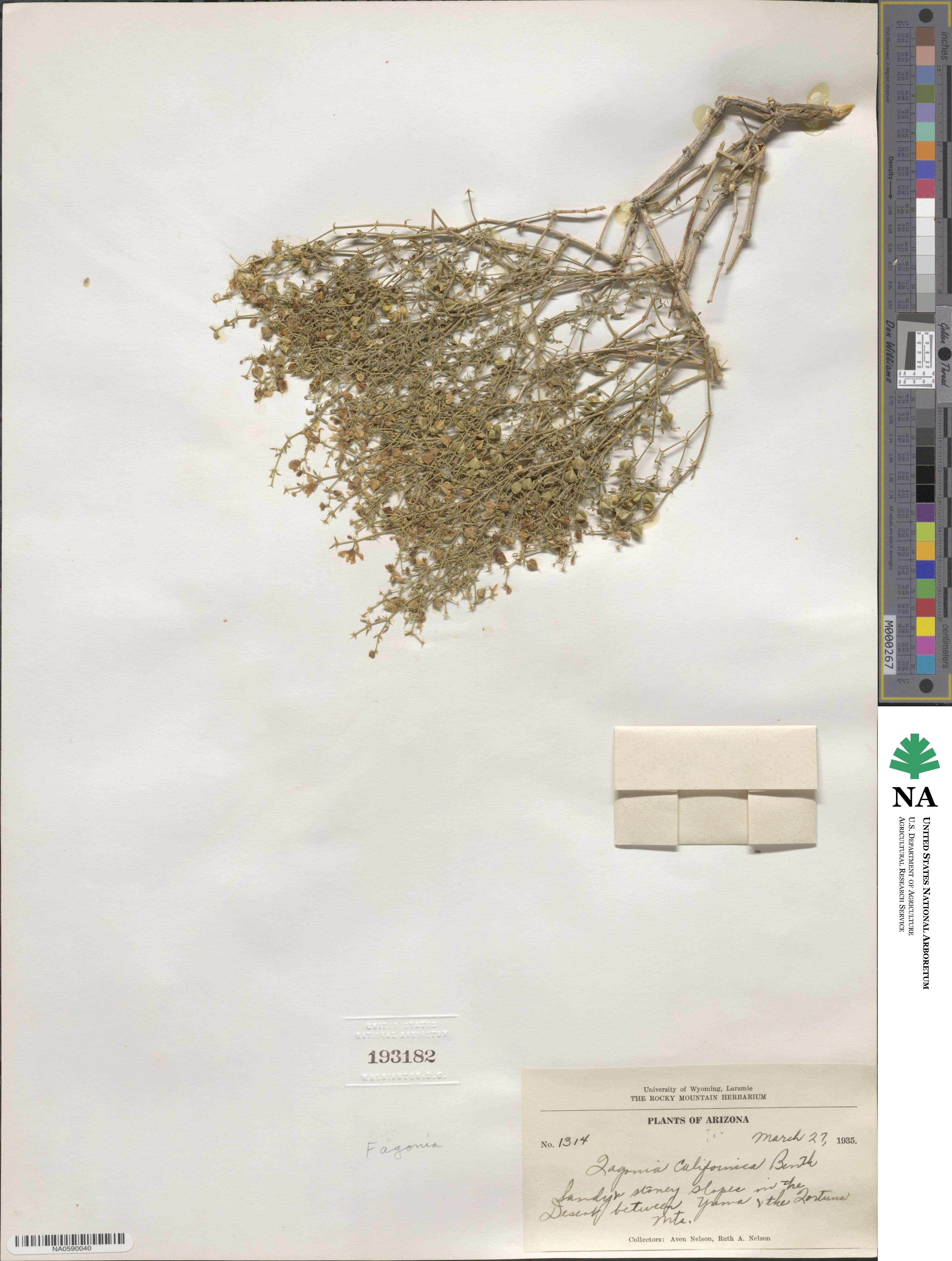 Fagonia laevis image