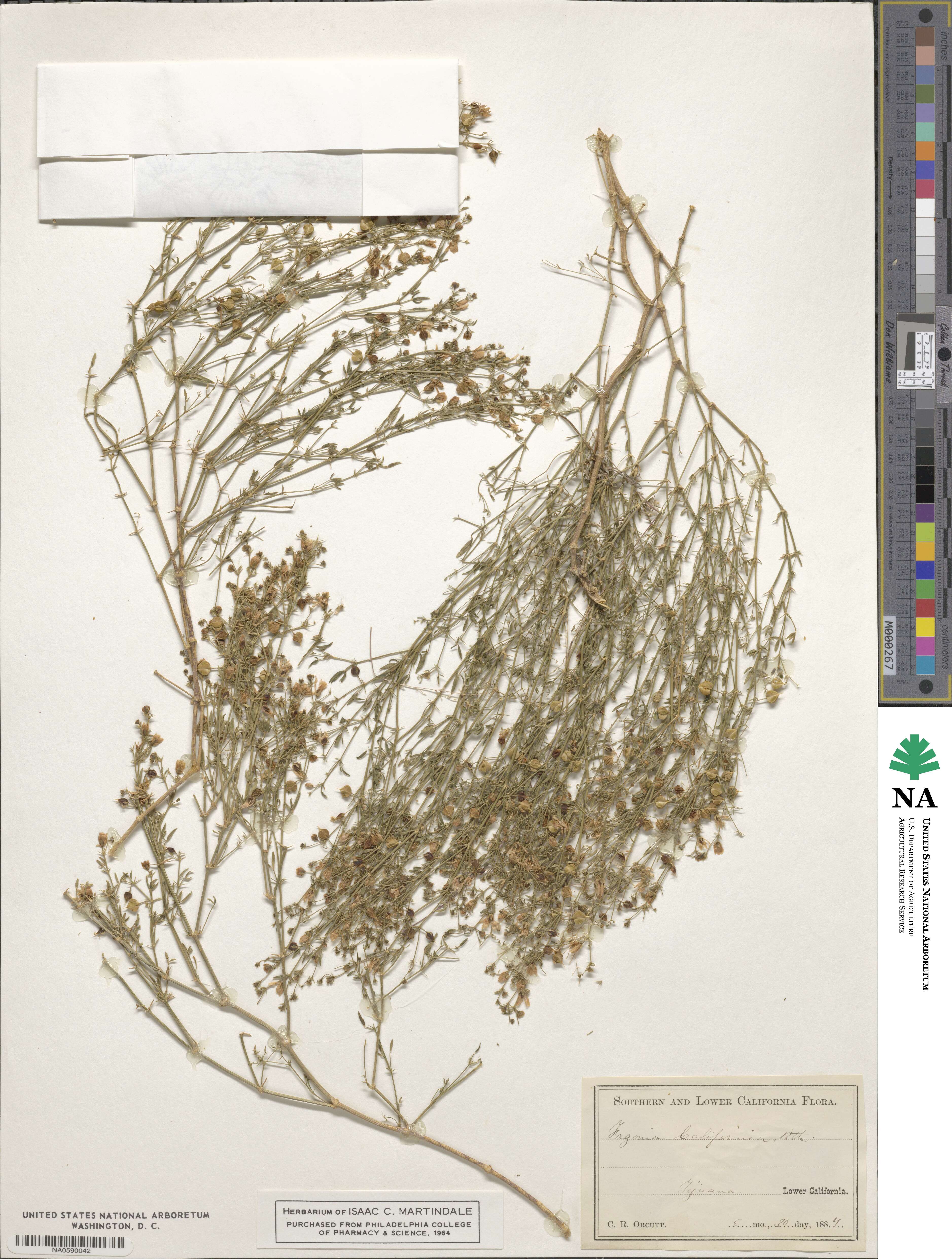 Fagonia laevis image