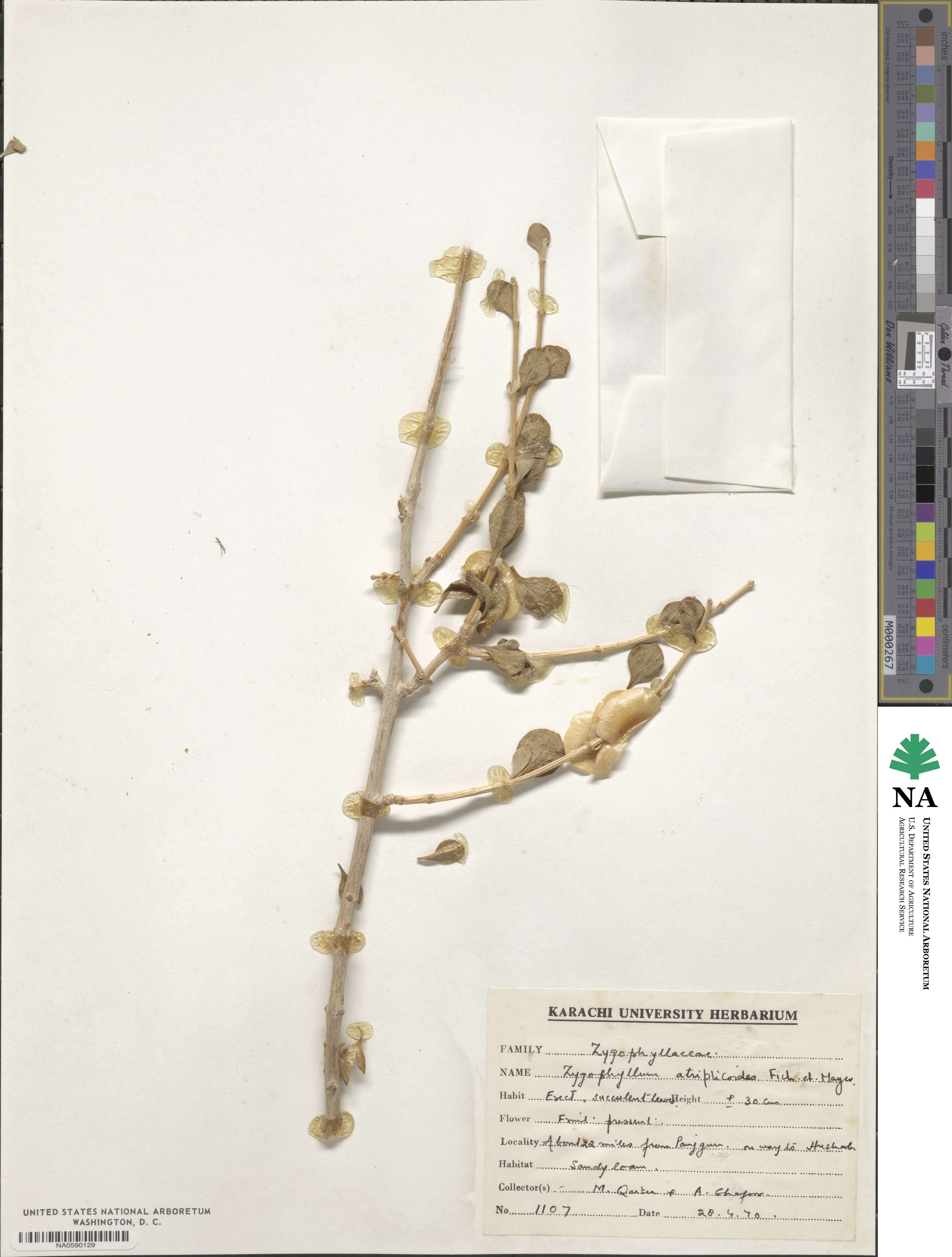 Zygophyllum atriplicoides image