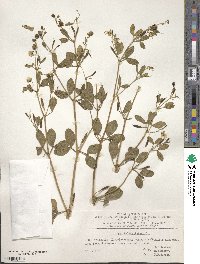 Zygophyllum fabago image