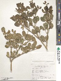 Image of Zygophyllum oxianum