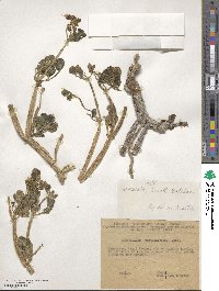 Image of Zygophyllum portulacoides