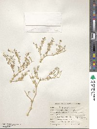 Tetraena simplex image