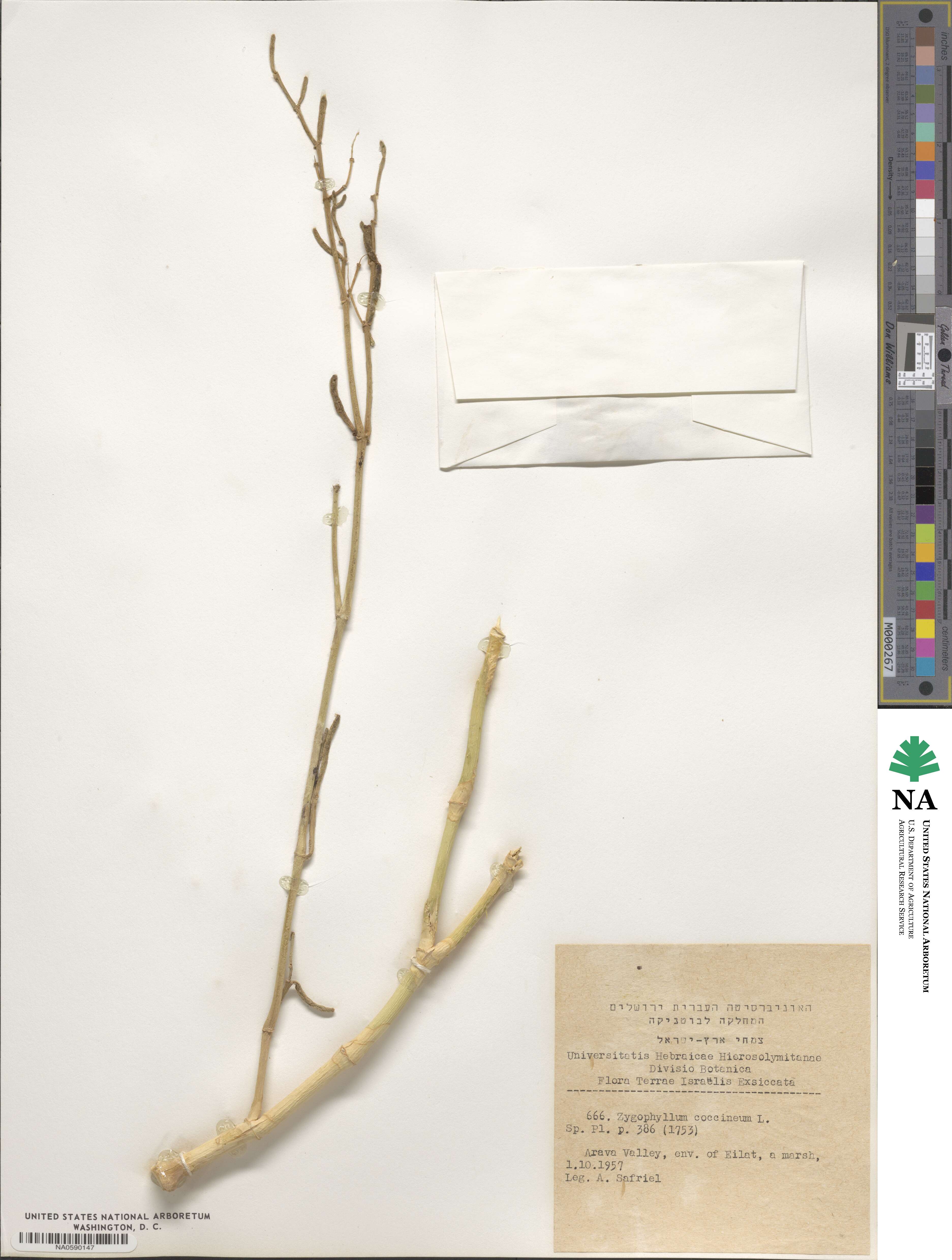Zygophyllum coccineum image