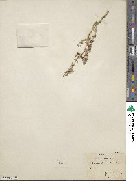 Tetraena alba image