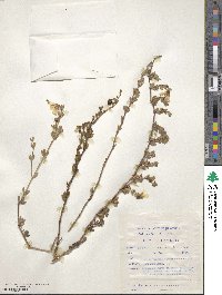 Roepera debilis image