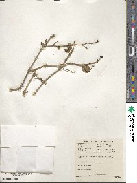 Zygophyllum foetidum image