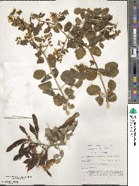 Zygophyllum foetidum image