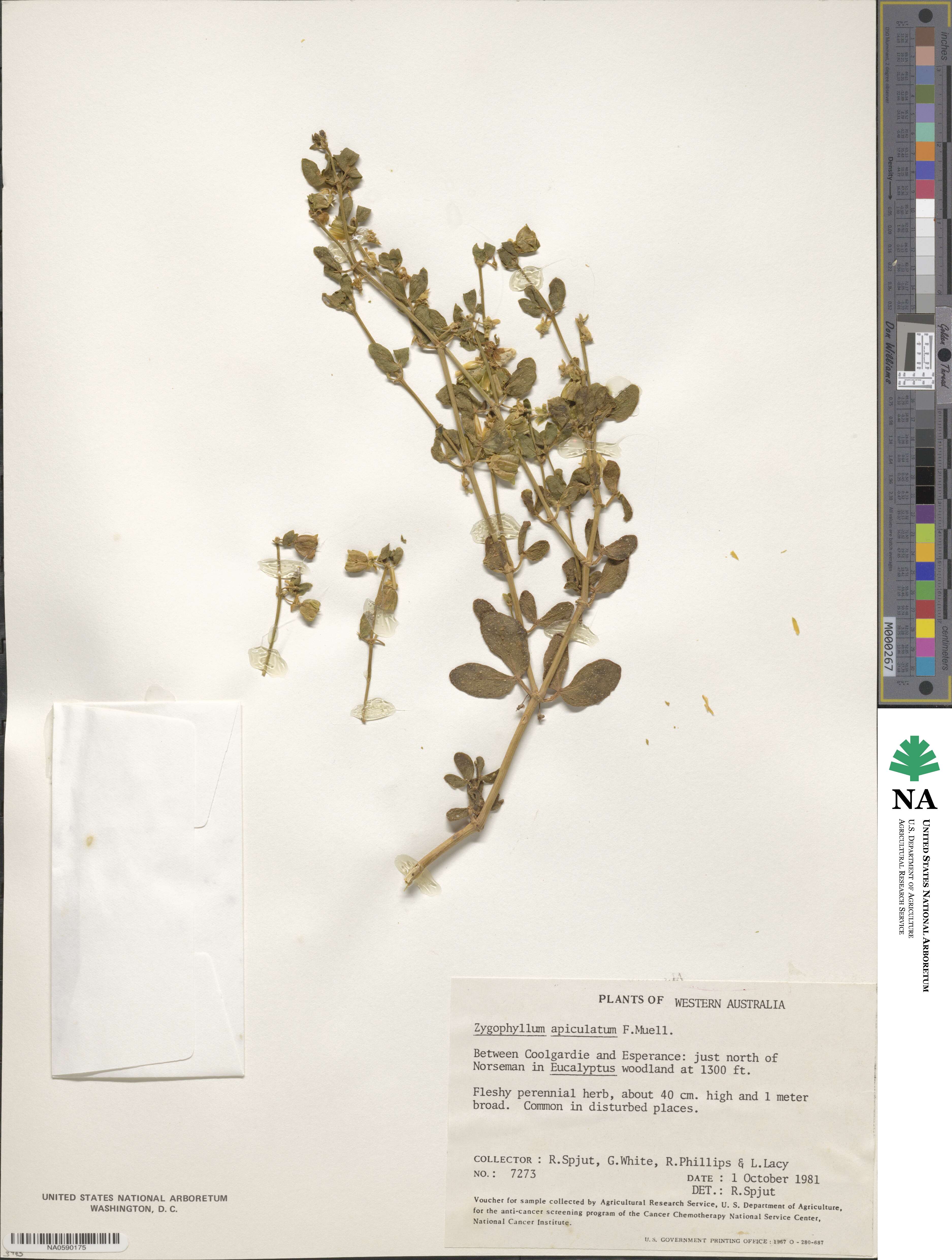 Roepera apiculata image