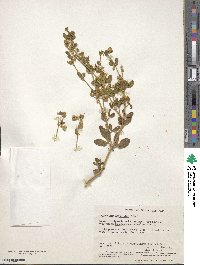 Roepera apiculata image