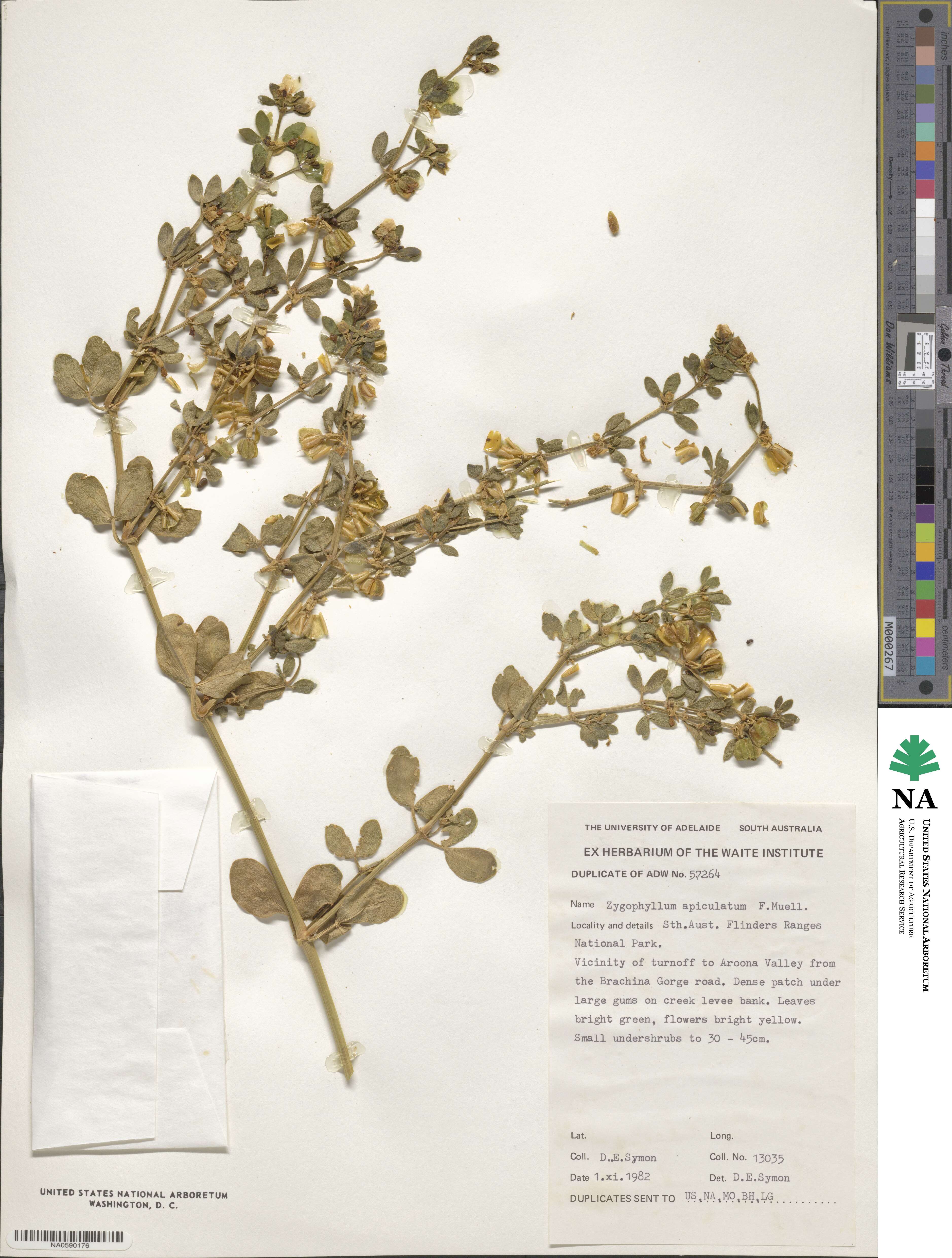 Roepera apiculata image