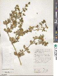 Roepera apiculata image