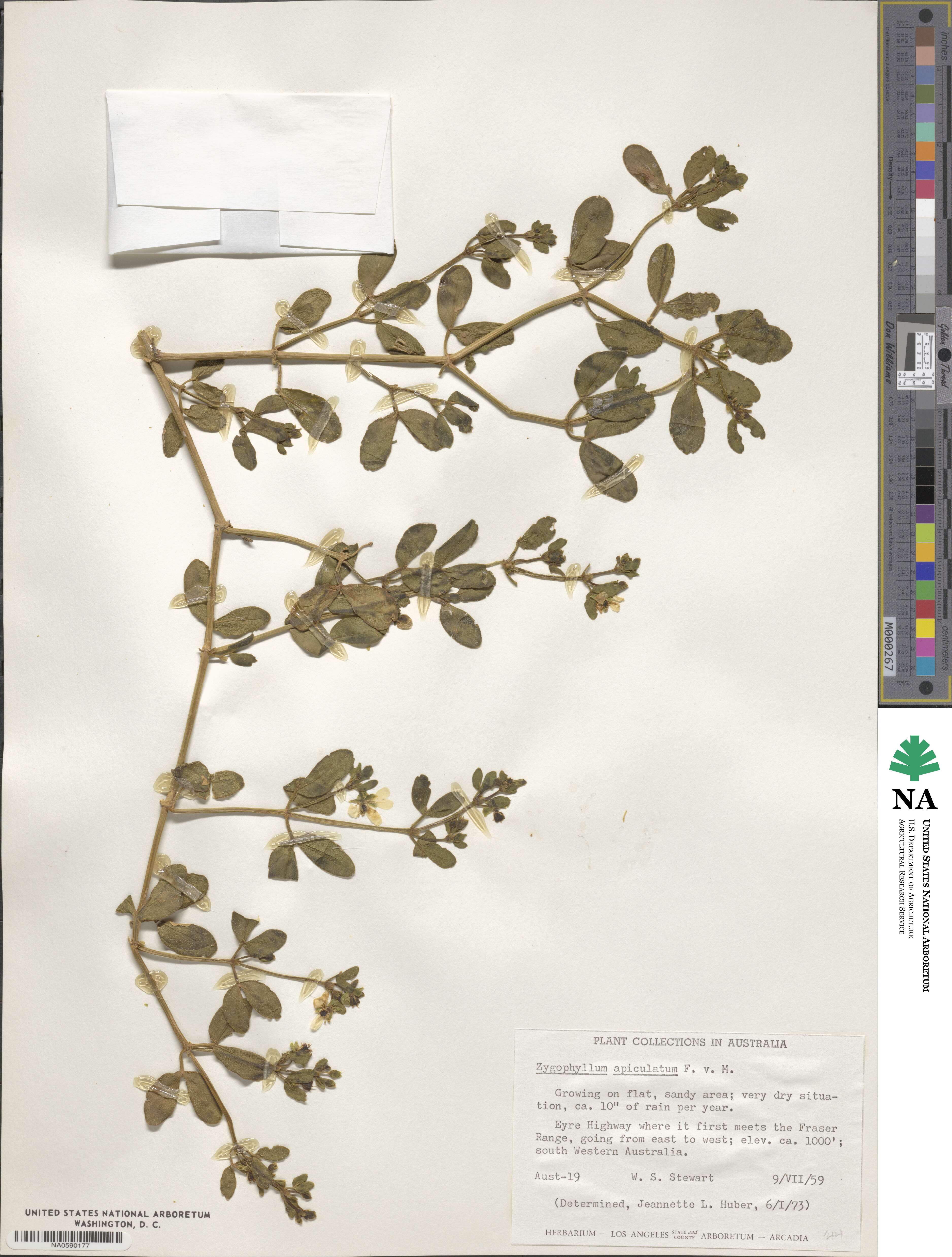 Roepera apiculata image