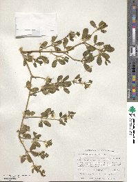 Roepera apiculata image