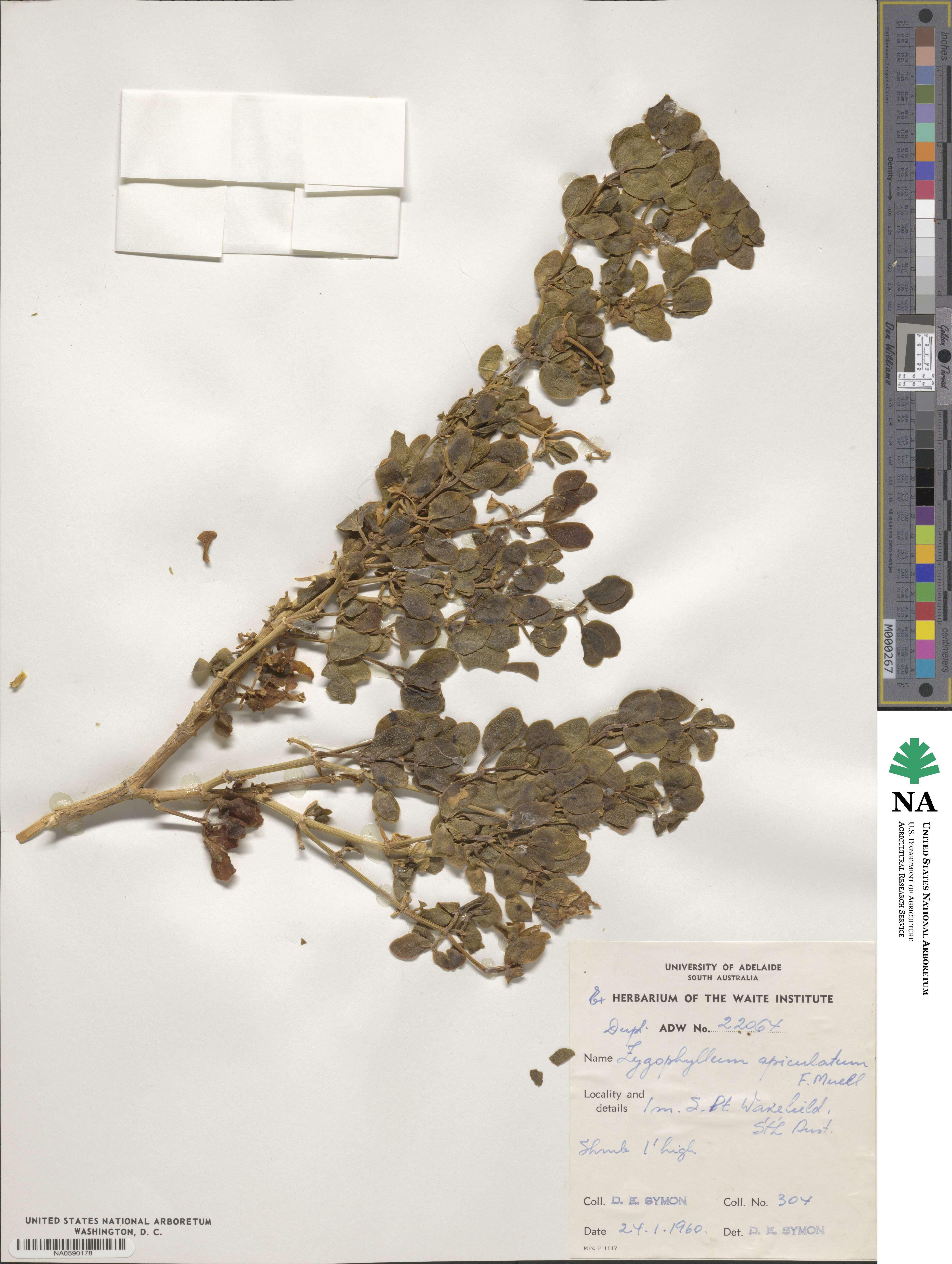 Roepera apiculata image