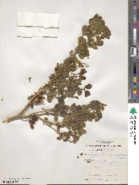 Roepera apiculata image