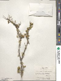 Porlieria angustifolia image