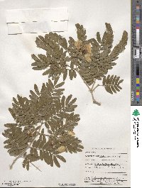 Gonopterodendron arboreum image