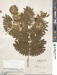 Gonopterodendron arboreum image