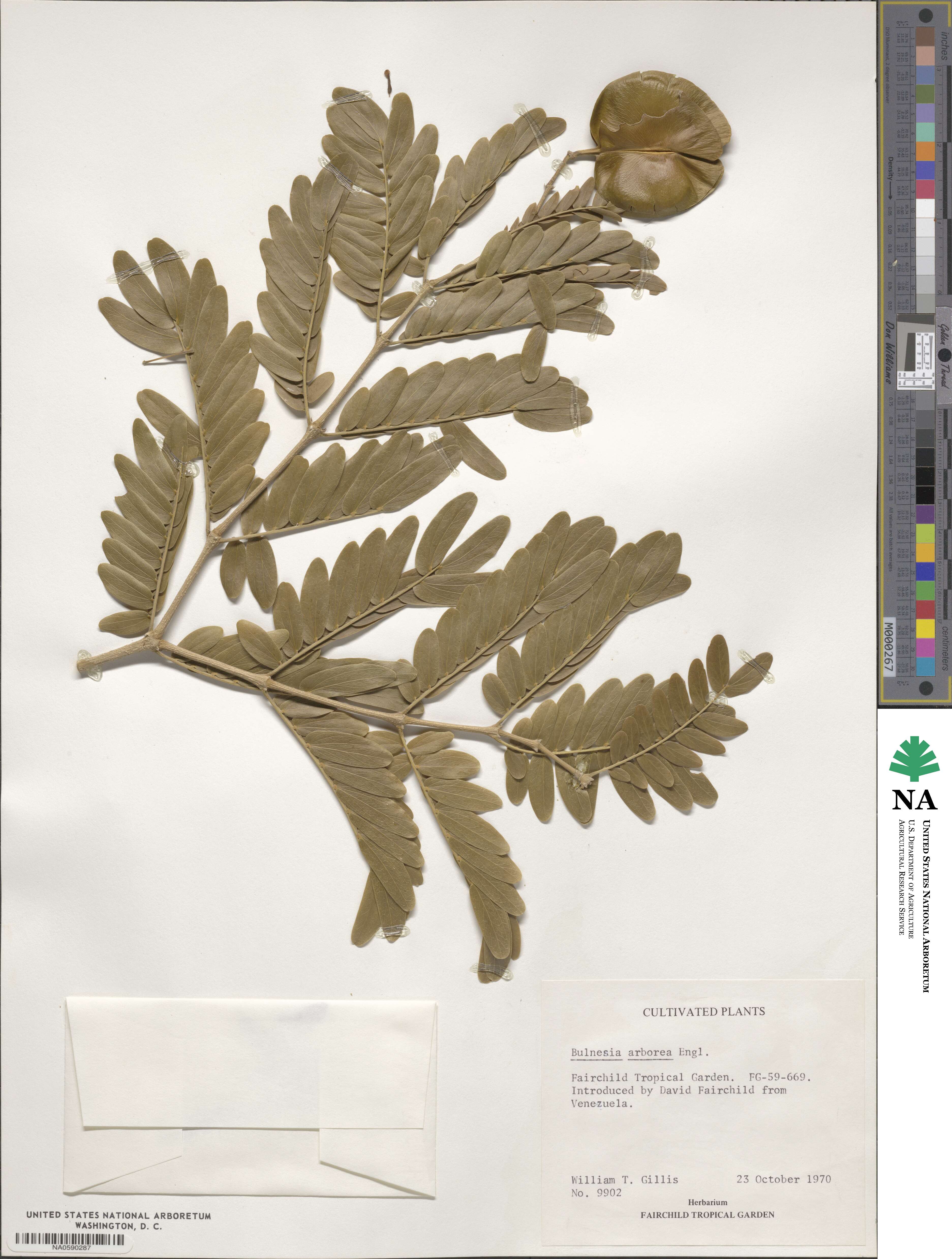 Gonopterodendron arboreum image