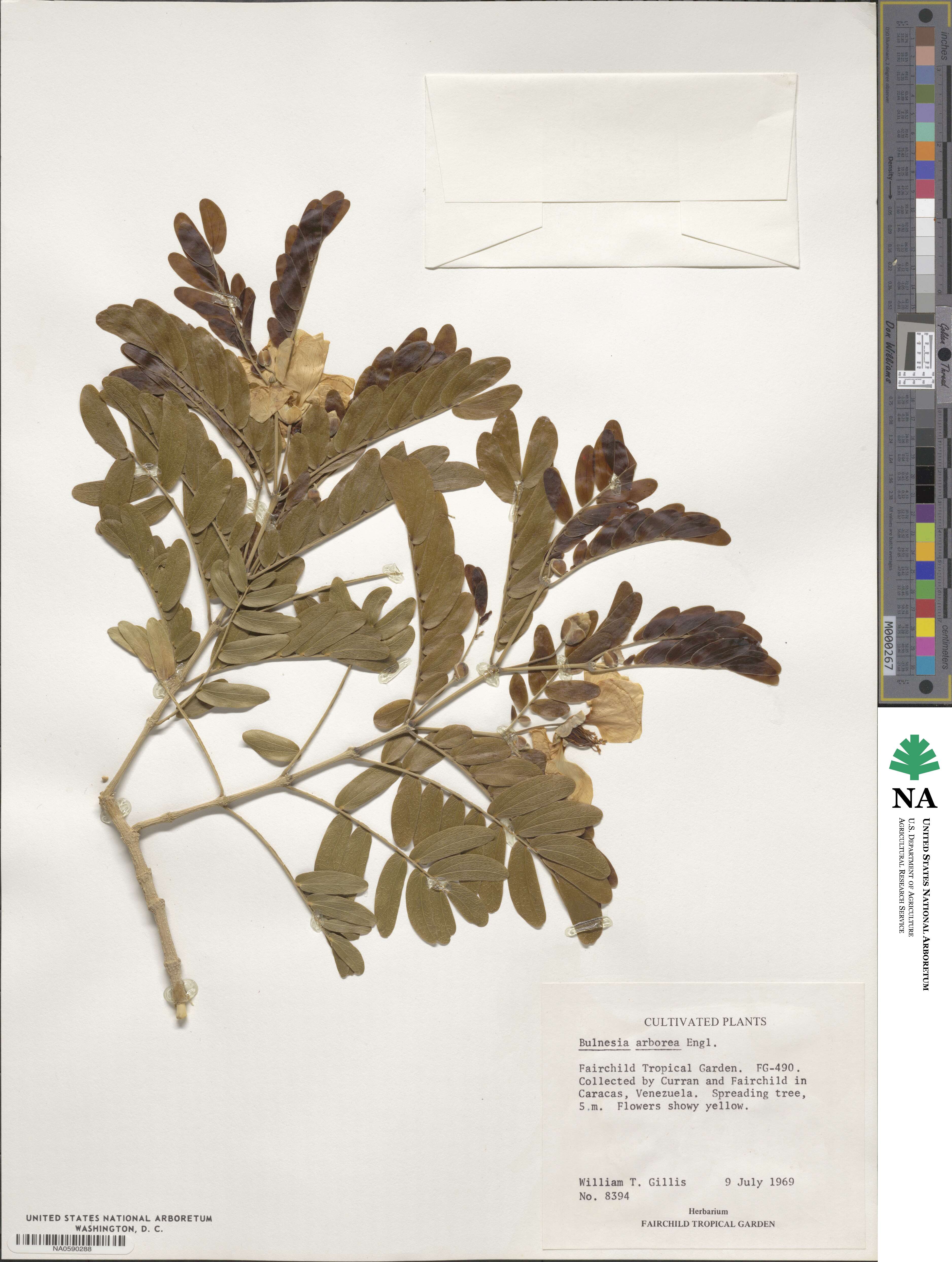 Gonopterodendron arboreum image