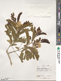 Gonopterodendron arboreum image