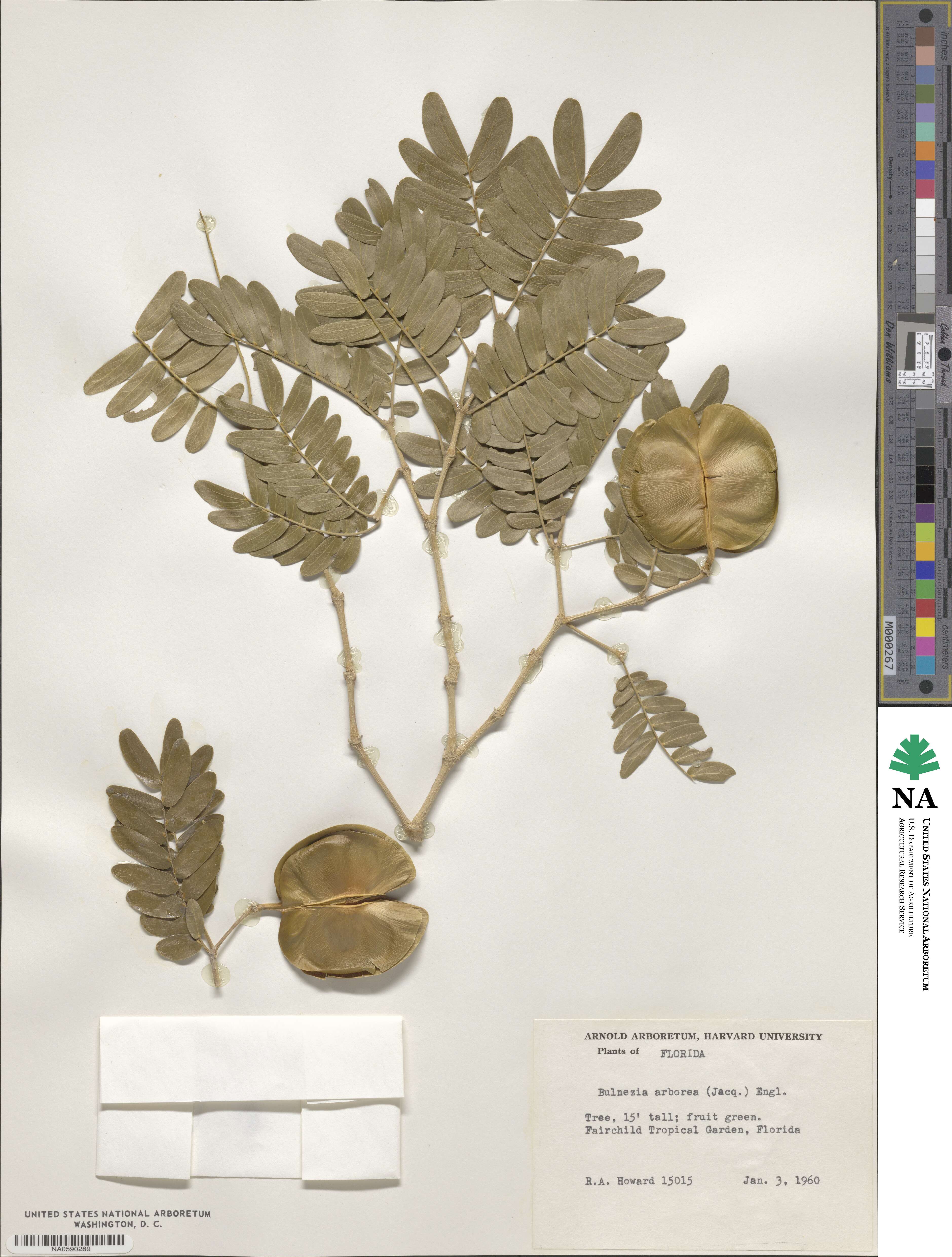 Gonopterodendron image