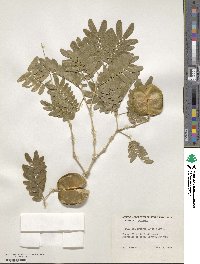 Gonopterodendron arboreum image