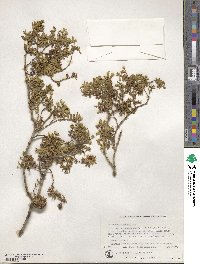 Larrea divaricata image