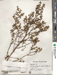 Larrea divaricata image