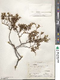 Larrea divaricata image