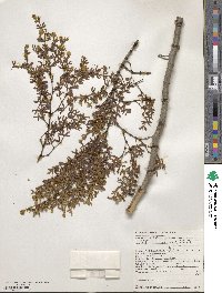 Larrea divaricata image