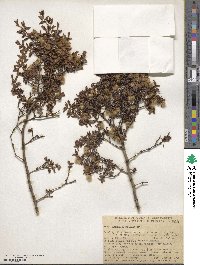 Larrea divaricata image