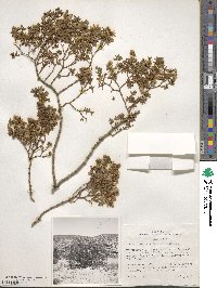 Larrea divaricata image